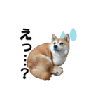 柴犬おやこスタンプ（個別スタンプ：15）