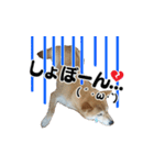 柴犬おやこスタンプ（個別スタンプ：16）