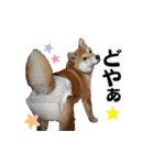 柴犬おやこスタンプ（個別スタンプ：17）