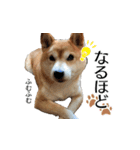 柴犬おやこスタンプ（個別スタンプ：18）
