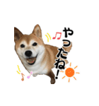 柴犬おやこスタンプ（個別スタンプ：19）