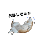 柴犬おやこスタンプ（個別スタンプ：20）