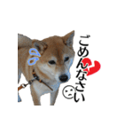 柴犬おやこスタンプ（個別スタンプ：21）