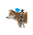 柴犬おやこスタンプ（個別スタンプ：22）