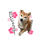 柴犬おやこスタンプ（個別スタンプ：23）