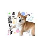 柴犬おやこスタンプ（個別スタンプ：24）