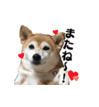 柴犬おやこスタンプ（個別スタンプ：25）