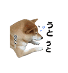柴犬おやこスタンプ（個別スタンプ：26）