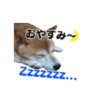 柴犬おやこスタンプ（個別スタンプ：27）