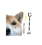 柴犬おやこスタンプ（個別スタンプ：28）