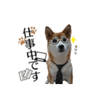 柴犬おやこスタンプ（個別スタンプ：29）