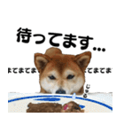 柴犬おやこスタンプ（個別スタンプ：30）