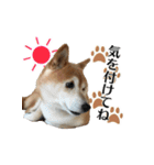 柴犬おやこスタンプ（個別スタンプ：32）