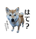 柴犬おやこスタンプ（個別スタンプ：33）