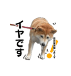 柴犬おやこスタンプ（個別スタンプ：34）