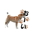 柴犬おやこスタンプ（個別スタンプ：35）