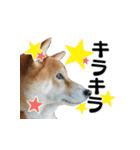 柴犬おやこスタンプ（個別スタンプ：36）