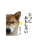 柴犬おやこスタンプ（個別スタンプ：38）