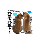 柴犬おやこスタンプ（個別スタンプ：39）