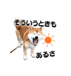 柴犬おやこスタンプ（個別スタンプ：40）