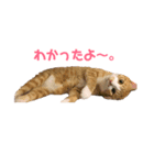 おいらくんのお友達（個別スタンプ：3）