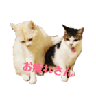 猫s Story（個別スタンプ：1）