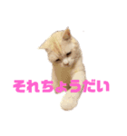 猫s Story（個別スタンプ：2）