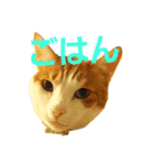 猫s Story（個別スタンプ：5）