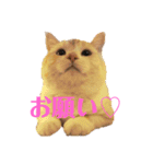 猫s Story（個別スタンプ：6）