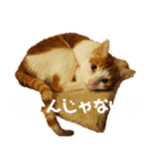猫s Story（個別スタンプ：8）