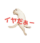 猫s Story（個別スタンプ：9）