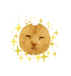 猫s Story（個別スタンプ：10）