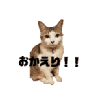 猫s Story（個別スタンプ：11）