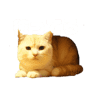 猫s Story（個別スタンプ：12）