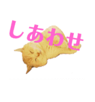猫s Story（個別スタンプ：13）