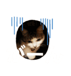 猫s Story（個別スタンプ：14）