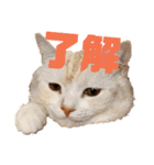 猫s Story（個別スタンプ：15）
