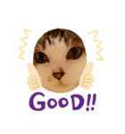 猫s Story（個別スタンプ：16）