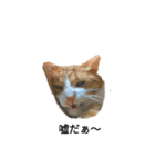 にやんこでご挨拶（個別スタンプ：1）
