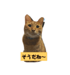 にやんこでご挨拶（個別スタンプ：2）