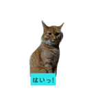 にやんこでご挨拶（個別スタンプ：3）