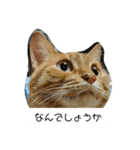 にやんこでご挨拶（個別スタンプ：4）