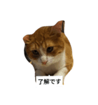 にやんこでご挨拶（個別スタンプ：5）