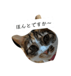 にやんこでご挨拶（個別スタンプ：7）