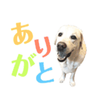 ラブラドールレトリーバー①（個別スタンプ：6）