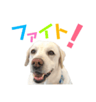 ラブラドールレトリーバー①（個別スタンプ：12）