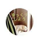 ラブラドールレトリーバー①（個別スタンプ：13）