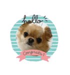 ロングコートチワワのLilyのスタンプです。（個別スタンプ：6）