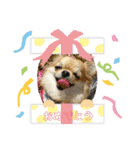 ロングコートチワワのLilyのスタンプです。（個別スタンプ：22）