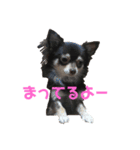 シェリの日常2（個別スタンプ：15）